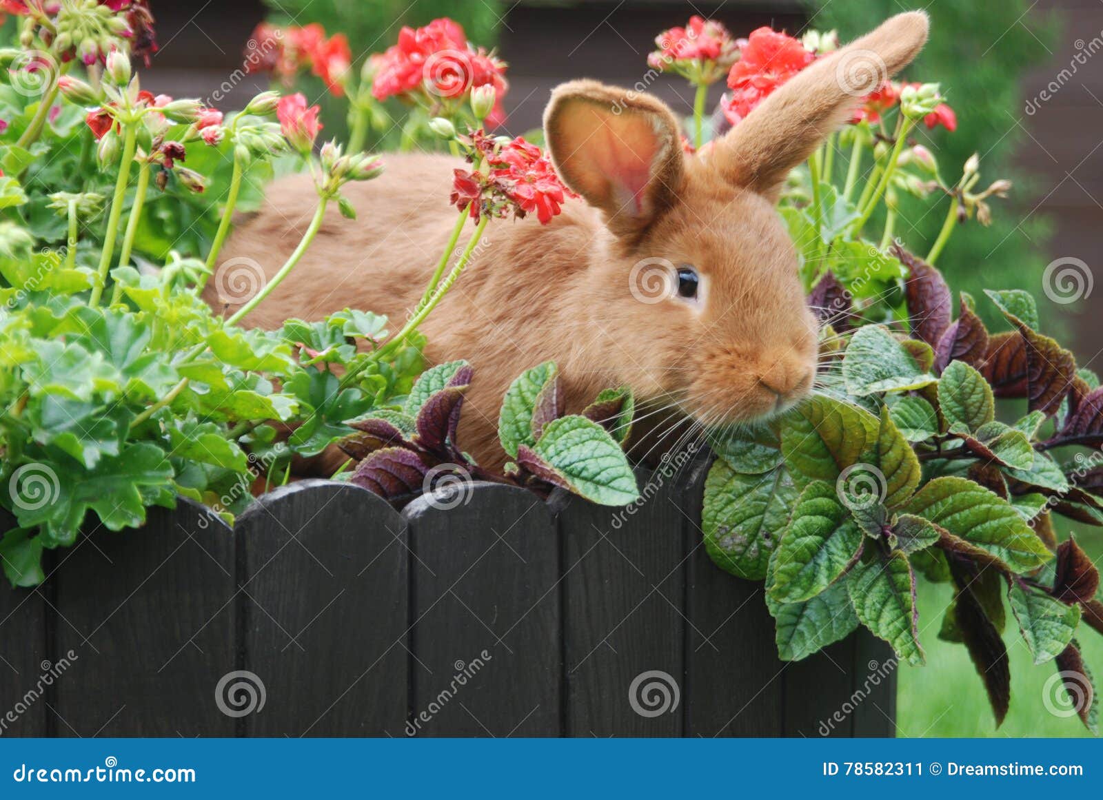 Rabbits love stock image. Image of ecology, rabbits, nature 78582311