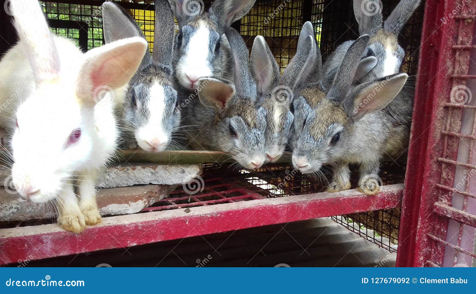 Rabbits editorial photography. Image of rabbits, catching 127679092