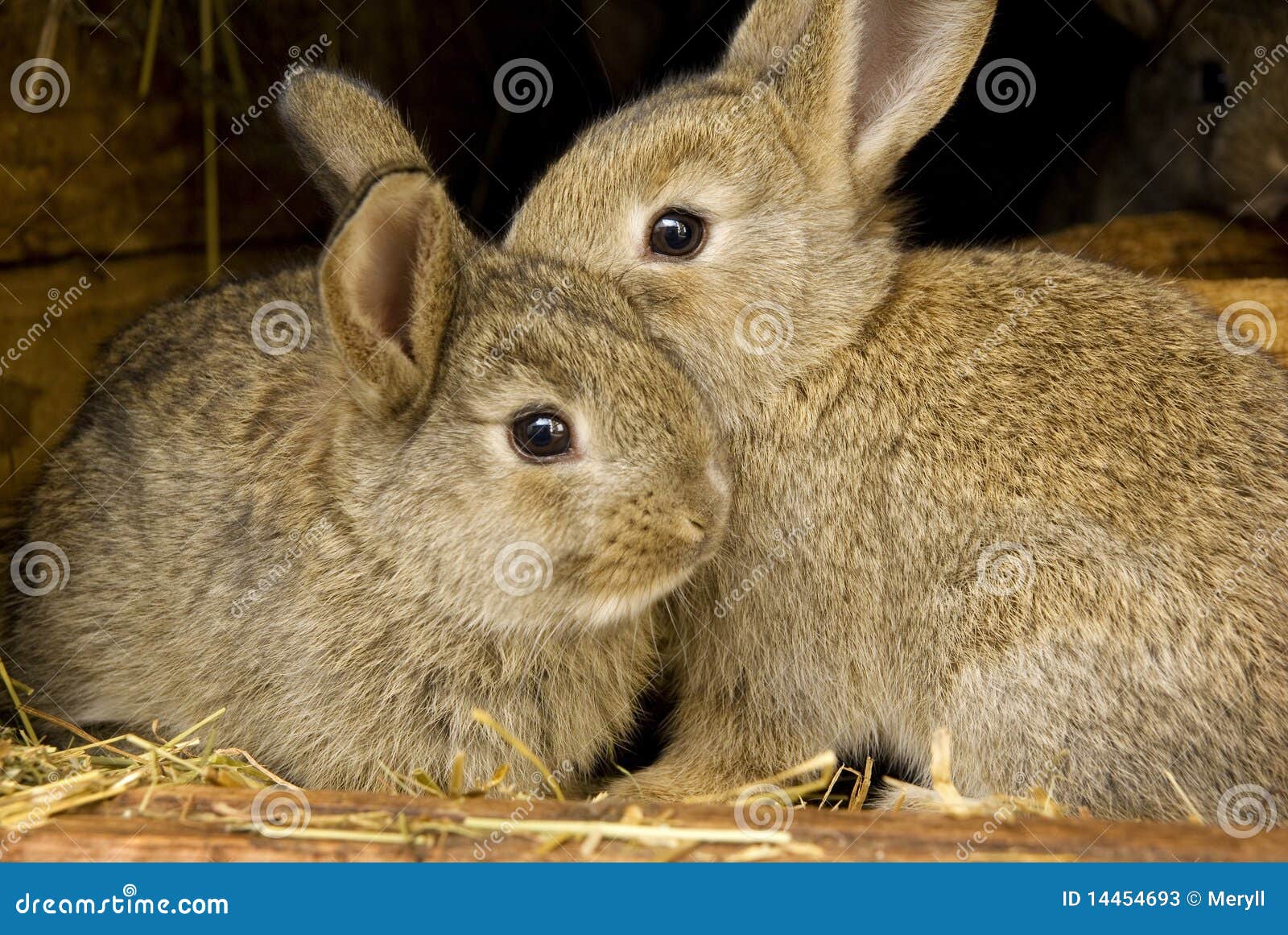 rabbits rabbit breeding