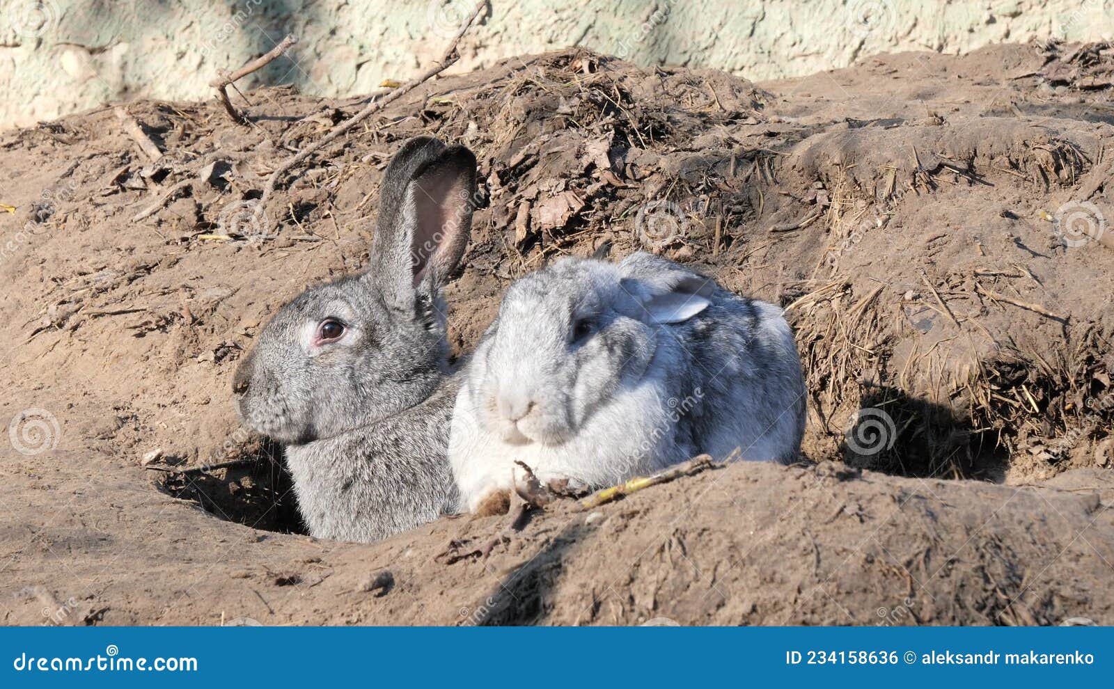 Rabbits at Their Burrows in Their Natural Environment Stock Footage