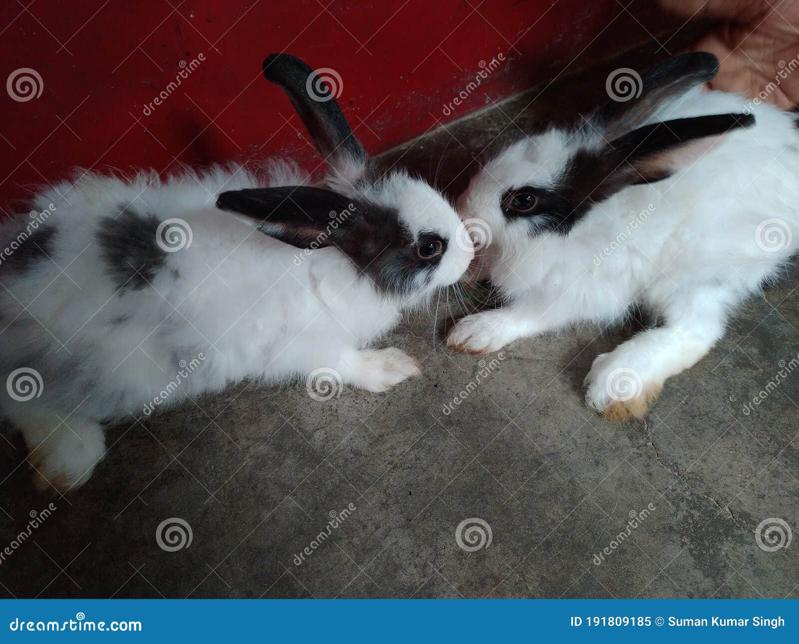 Rabbits are Very Loving, Social Animals, Which Means they Not only Love To Spend Time with Thei in Madhubani India Stock Image - Image of spend, rabbits: 191809185 Rabbits are Very Loving, Social Animals, Which Means they Not only Love To Spend Time with Thei in Madhubani India Stock Image - Image of spend, rabbits: 191809185