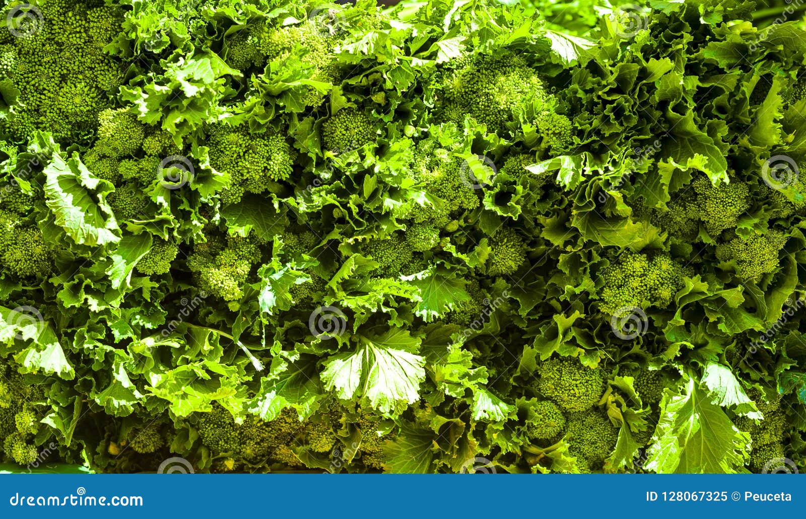broccoli rabe seedlings broccoli rabe seedlings