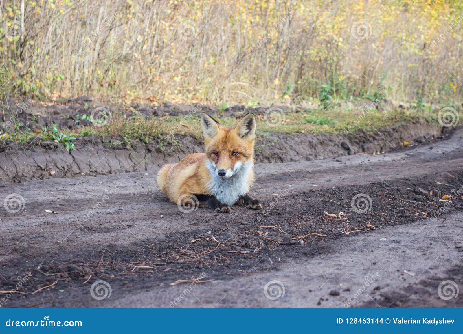 Rabid Red Fox Lying on Track Stock Photo Image of sickness, rabid