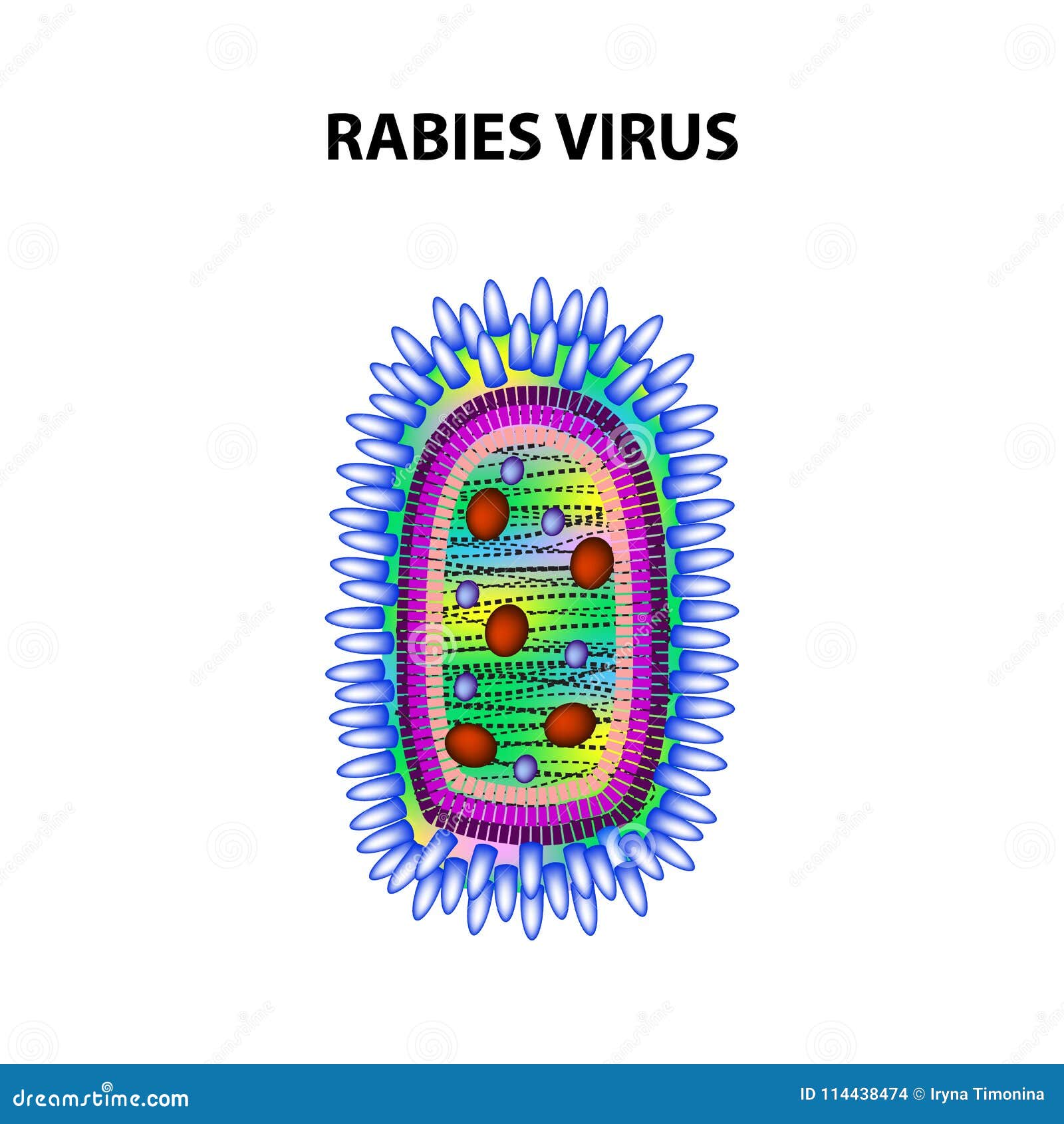 rabies virus. infographics.   on  background.
