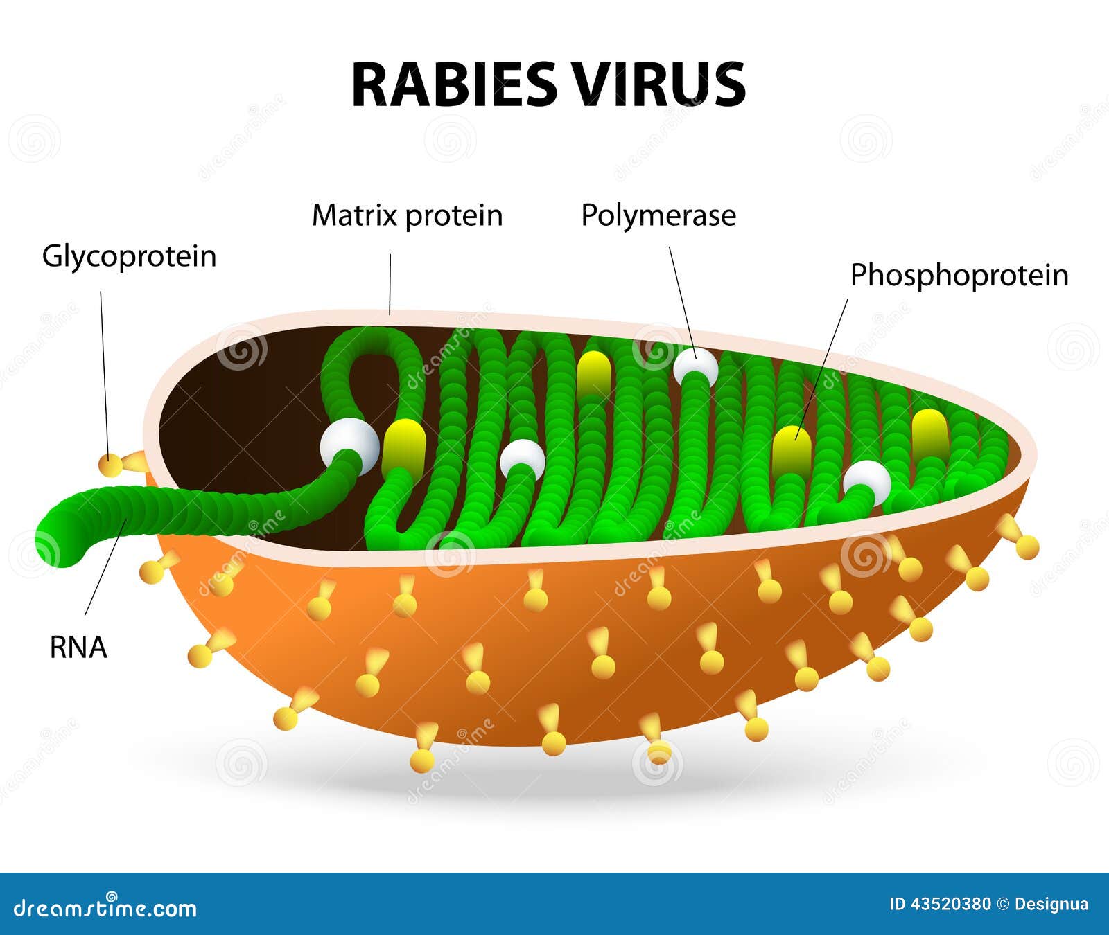 rabies virus or rhabdovirus