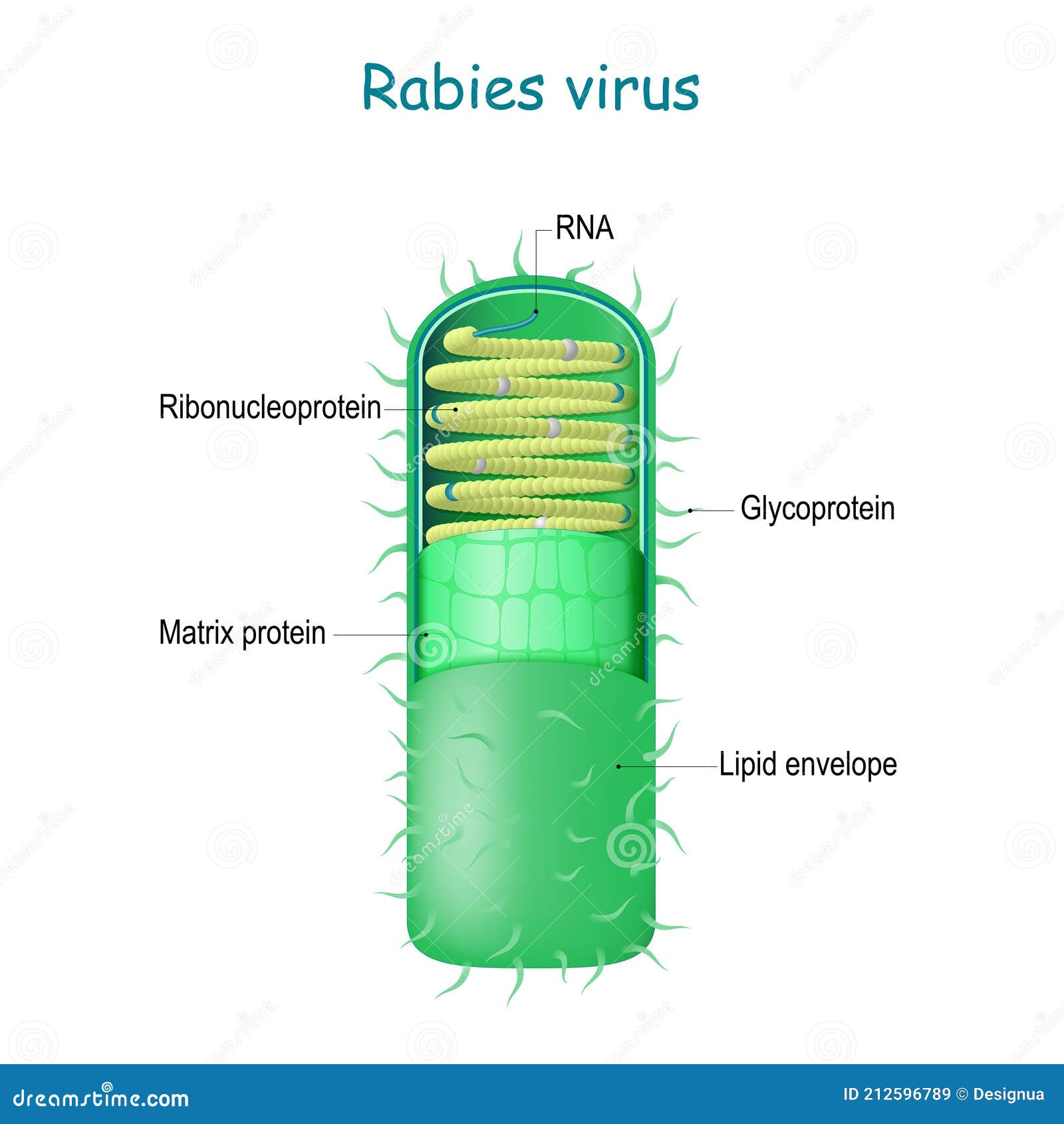 rabies virus. virion rabies lyssavirus
