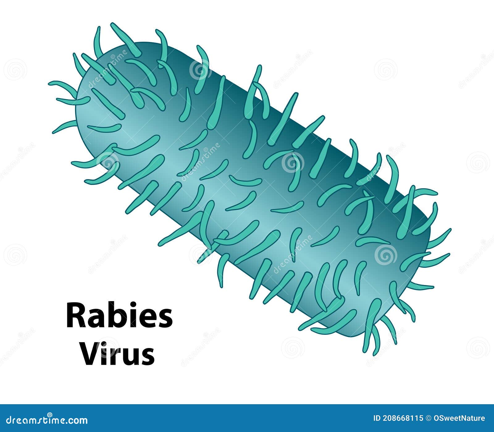 rabies external feature of the virus