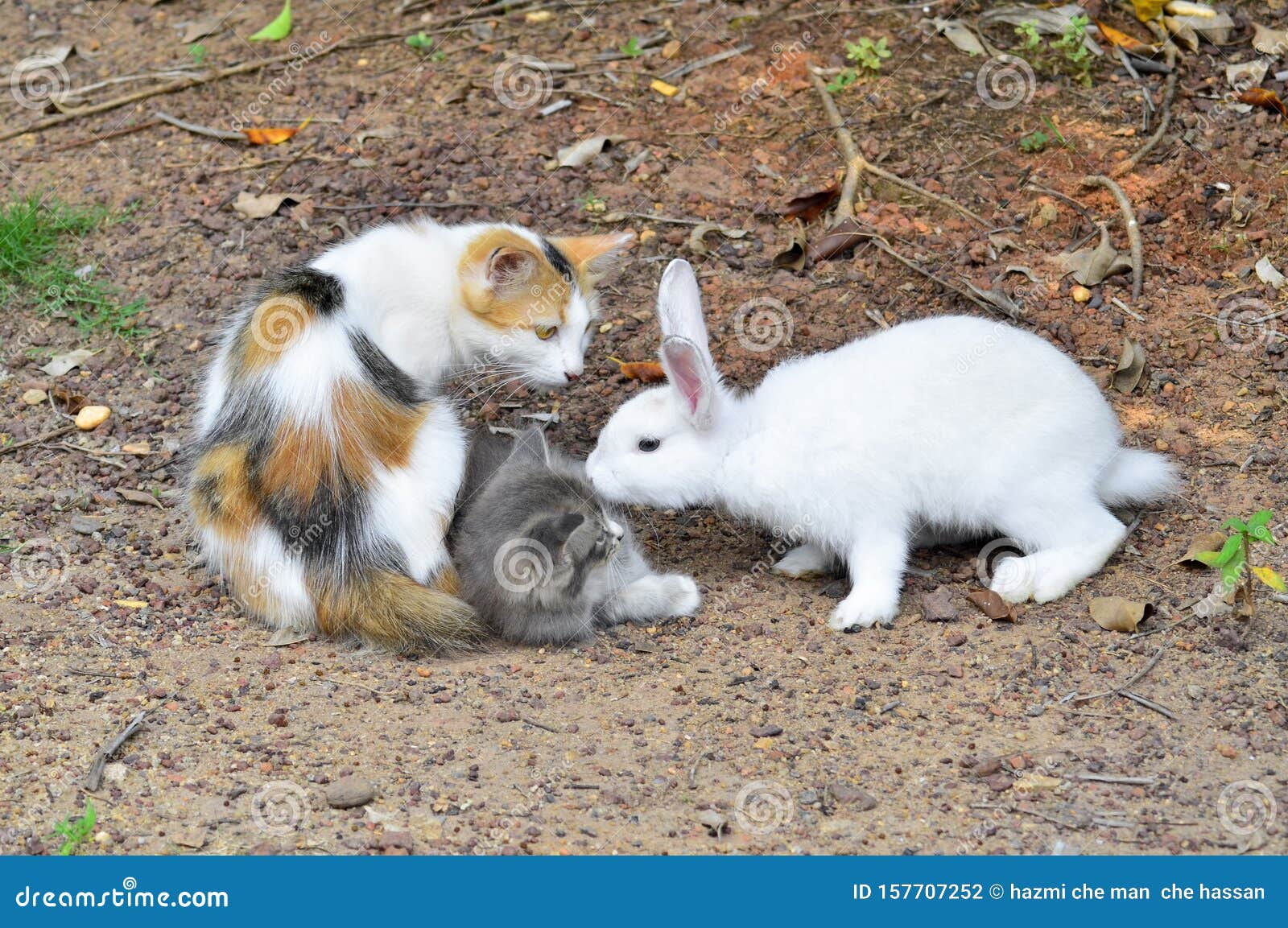 Rabbit And Cats Play Together At The Park Stock Photo Image of
