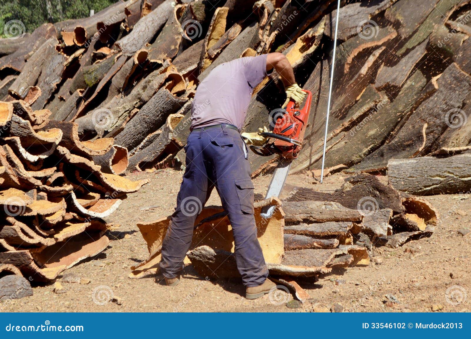 Raccolta Della Corteccia Del Sughero Fotografia Stock - Immagine di  industria, albero: 33546102