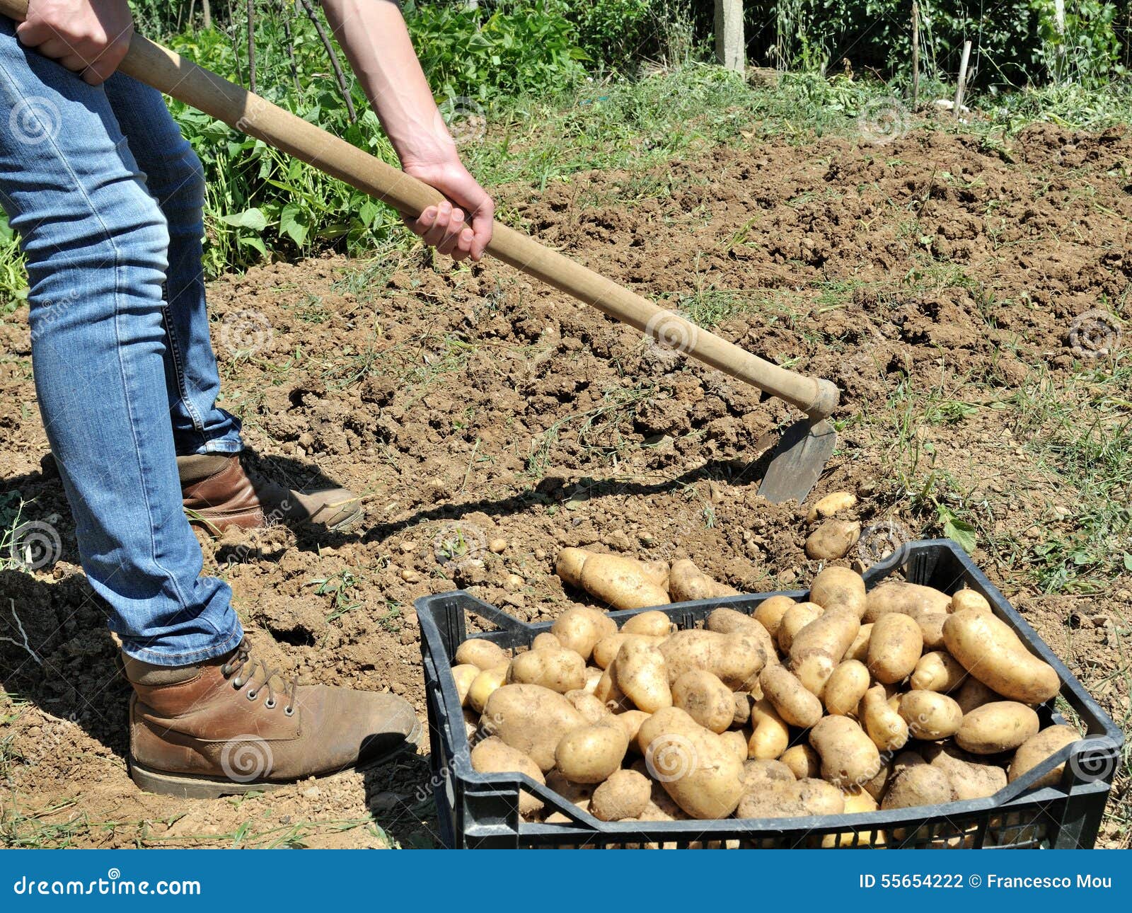 Raccolta delle patate fotografia stock. Immagine di patate 55654222