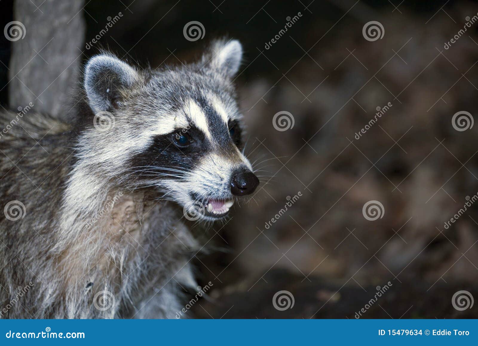 Raccoon stock photo. Image of dark, coon, animal, nocturnal 15479634
