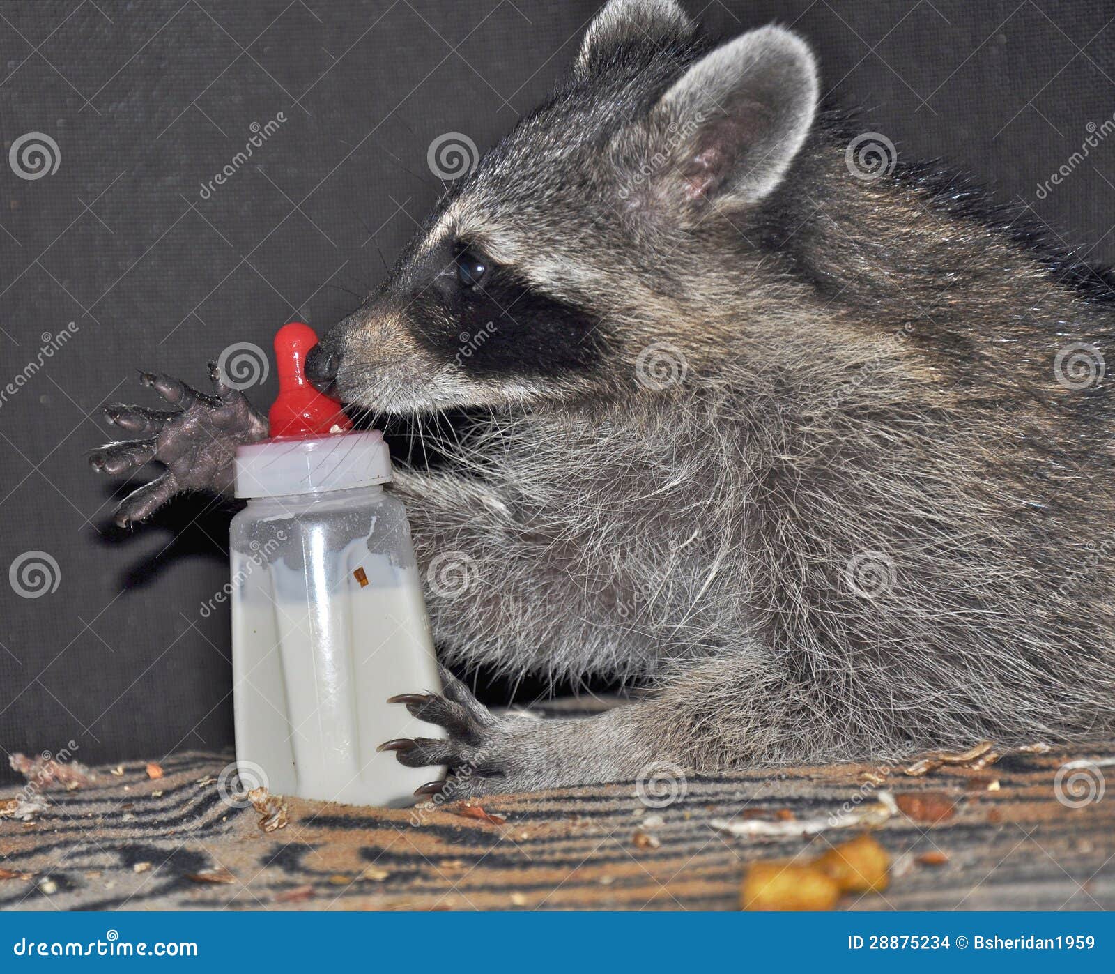 Raccoon with Baby Bottle stock photo. Image of funny 28875234