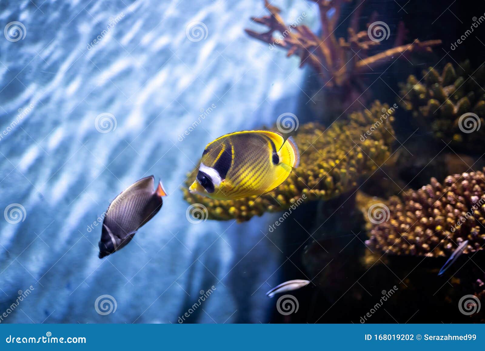 raccoon butterflyfish, also known as the crescent-masked butterflyfish, lunule butterflyfish, moon butterflyfish chaetodon lunula