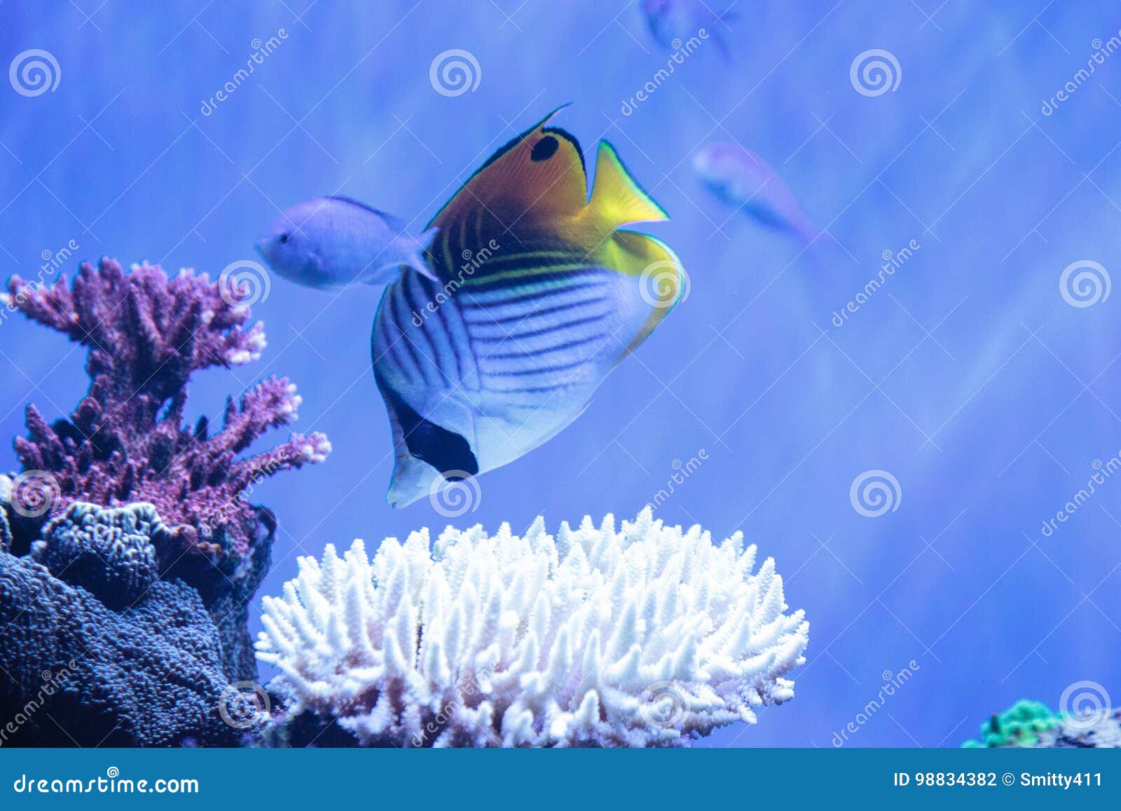 raccoon butterflyfish chaetodon lunula