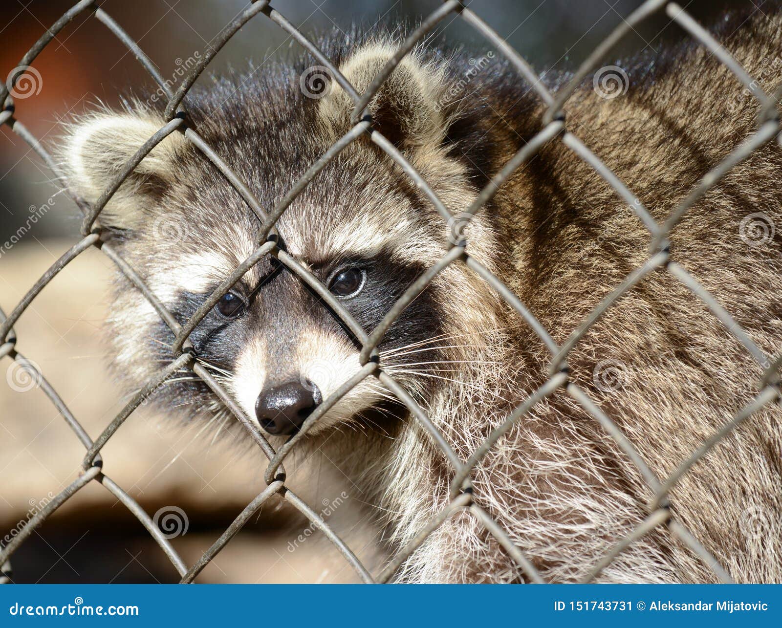 Raccoon In A Cage Royalty-Free Stock Image | CartoonDealer.com #52727974