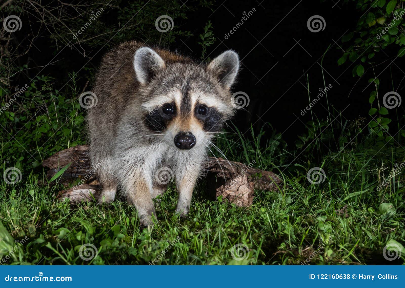 Raccoon at Night stock photo. Image of boulder, mountains 122160638