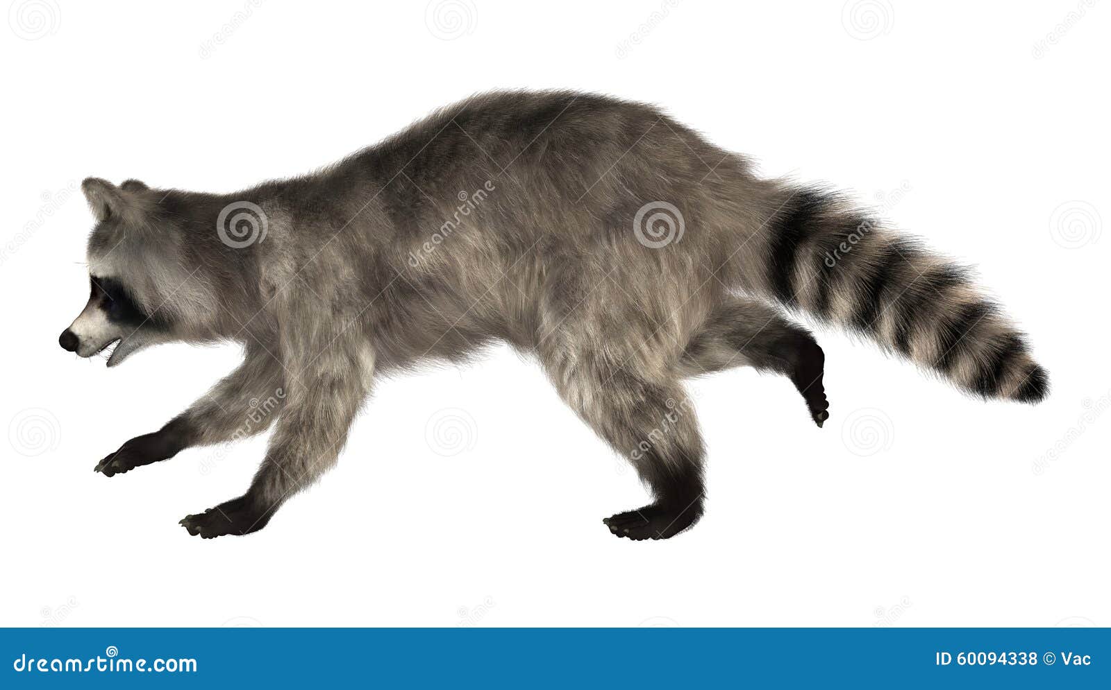 Raccoon stock illustration. Illustration of common, racoon - 60094338