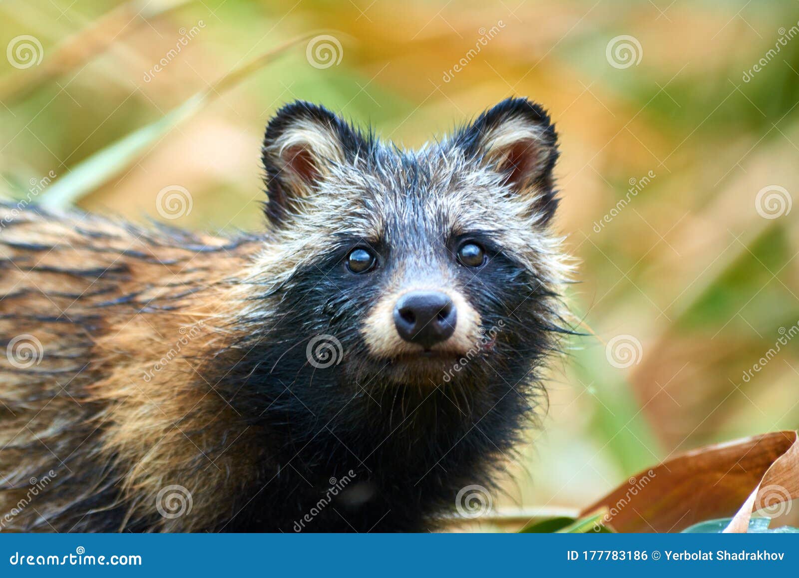 Raccoon Dog Nyctereutes Procyonoides in Kazakhstan. Cute Wild Animals in  Natural Environmen. Atyrau Region. Kazakhstan. Stock Photo - Image of  kazakhstan, hair: 177783186