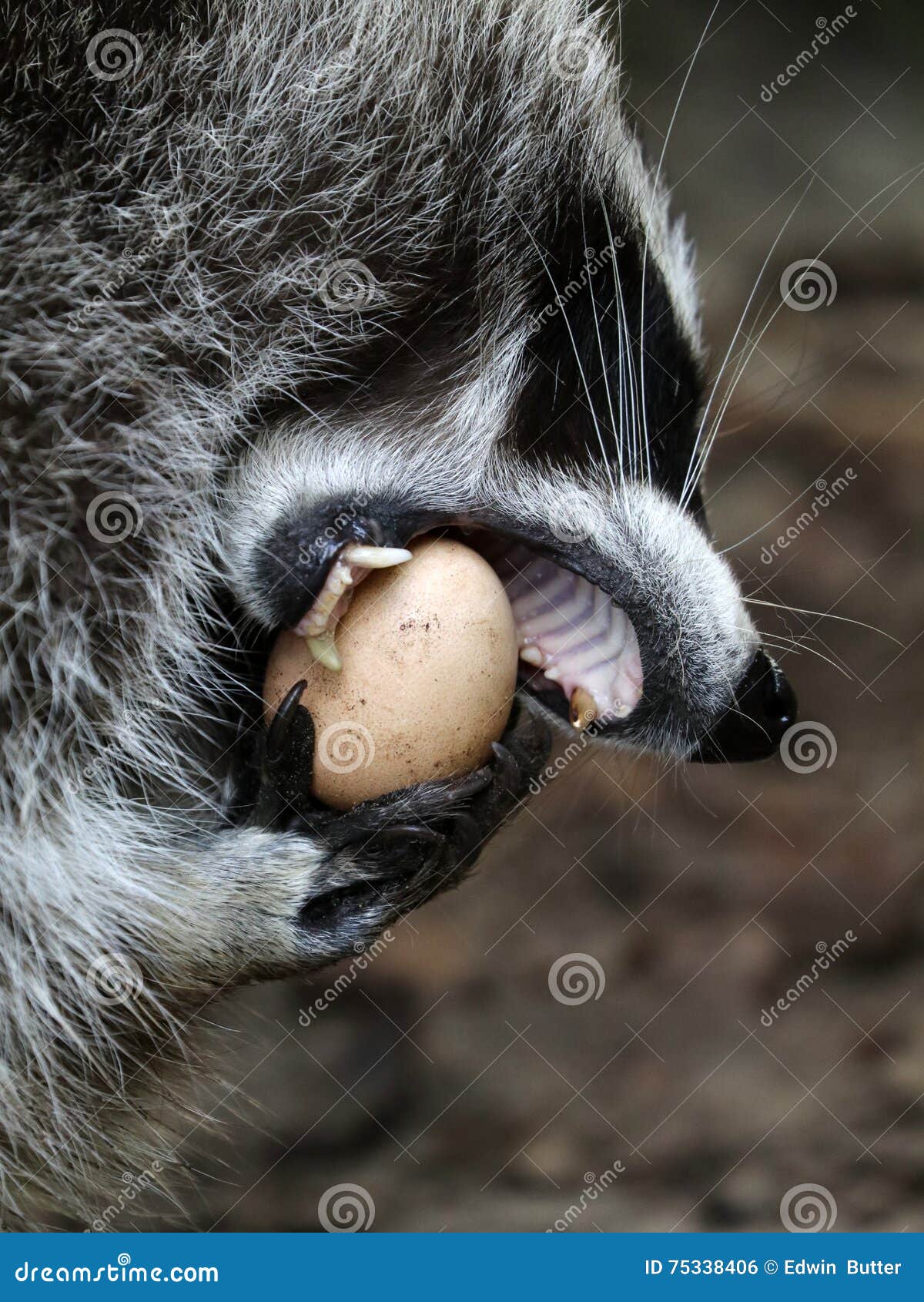 Raccoon eating egg stock photo. Image of baby, wild, sweet 75338406