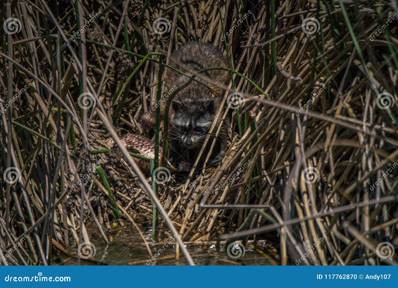 Raccoon Eating Fish in the Reeds Stock Photo Image of raccoon