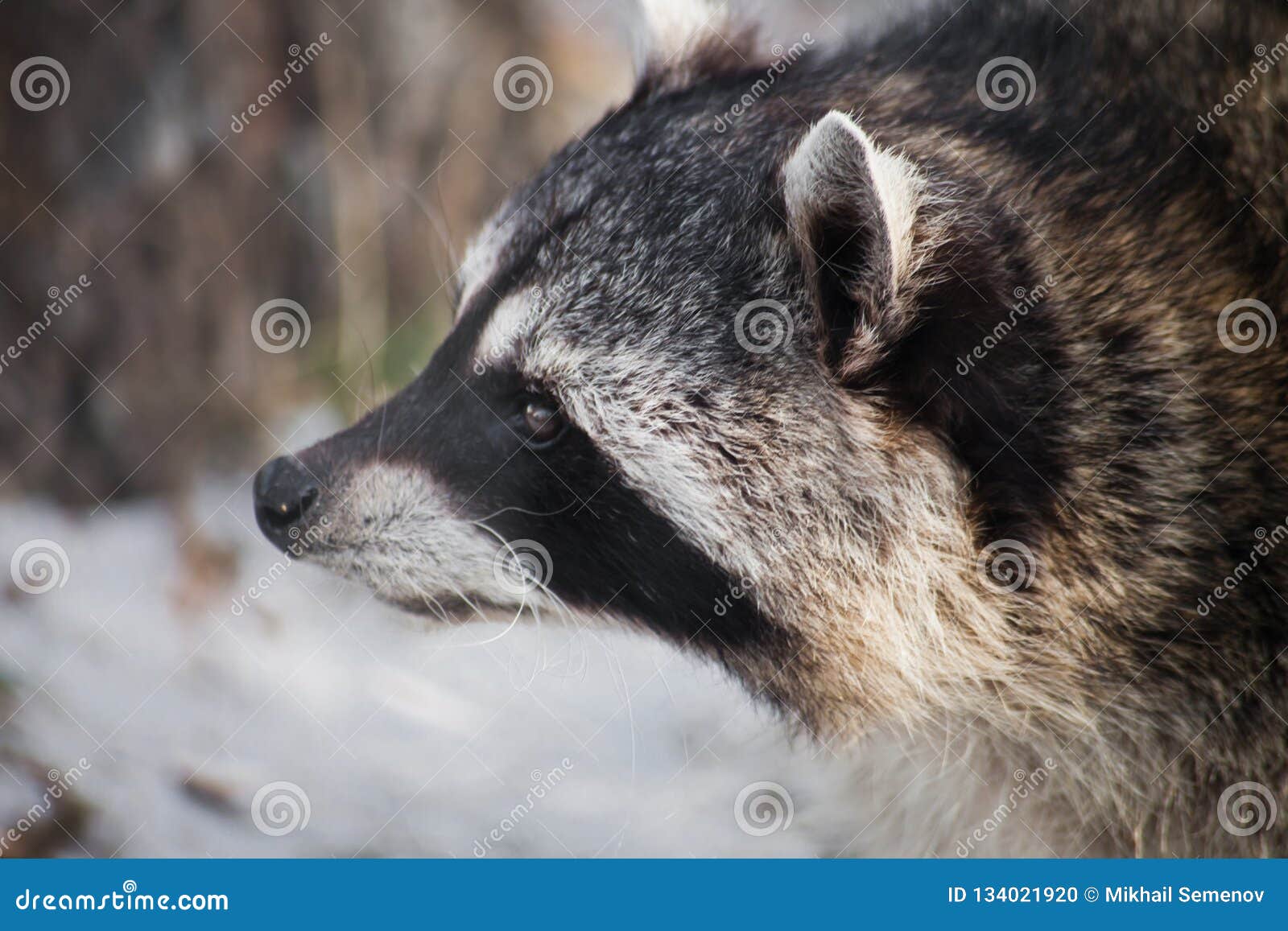 183 Raccoon Profile Stock Photos - Free & Royalty-Free Stock Photos from  Dreamstime