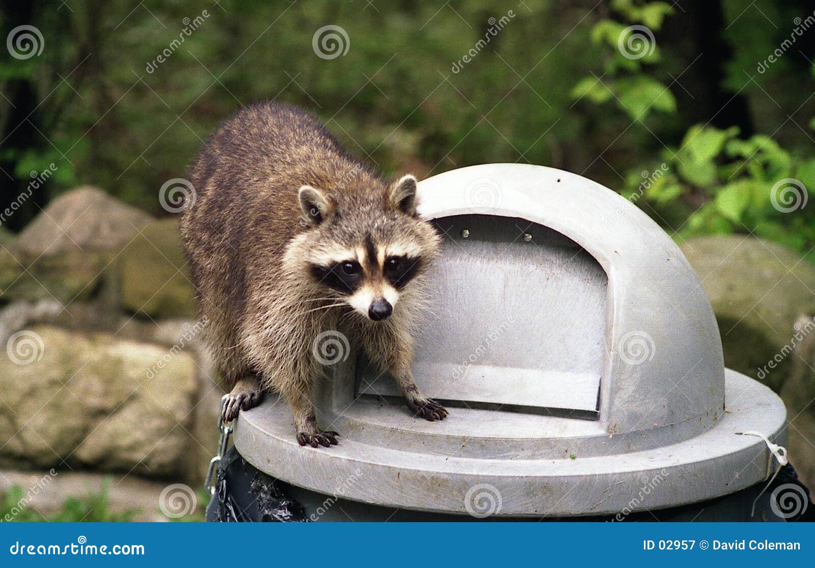 raccoon on garbage can