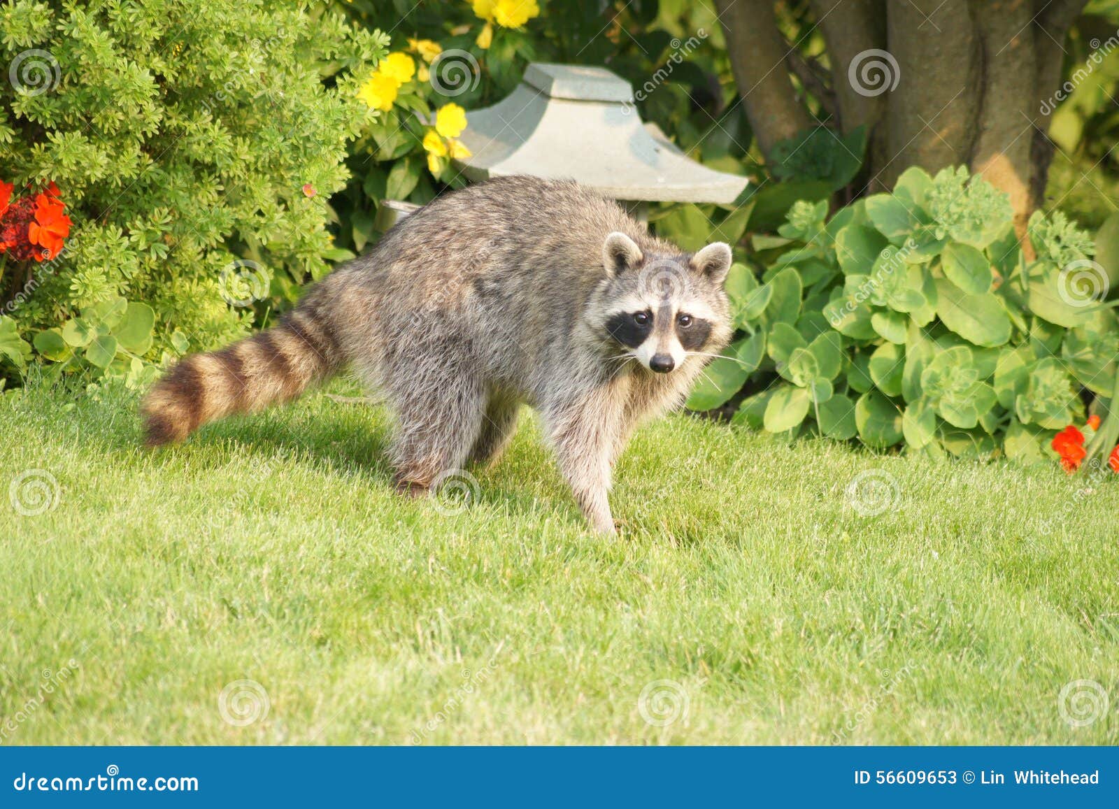 Raccoon by the Garden stock image. Image of raccoon, cute - 56609653