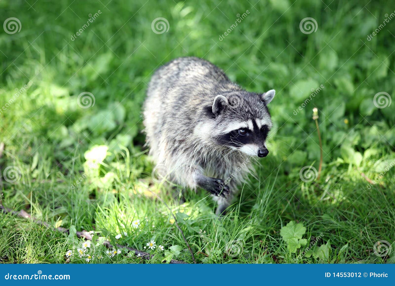 Raccoon in grass stock photo. Image of green, mammal 14553012