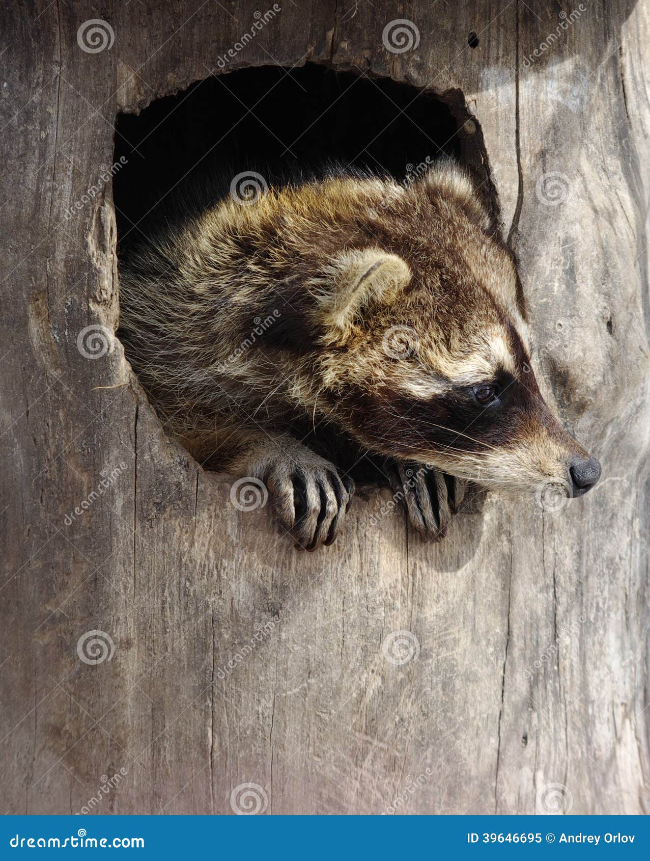Raccoon in a hollow tree stock image. Image of healthy 39646695