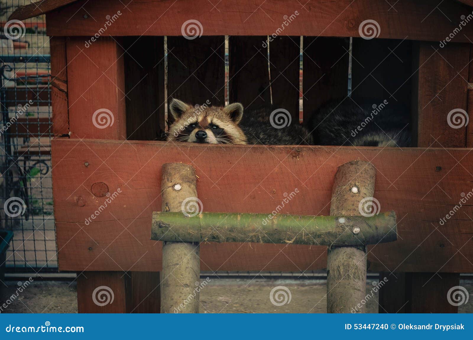 Raccoon Looking into the Camera Stock Photo - Image of nose, cute: 53447240