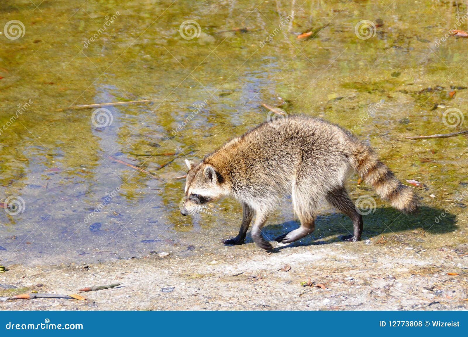 Raccoon Near Pond in Everglades Stock Photo - Image of everglades