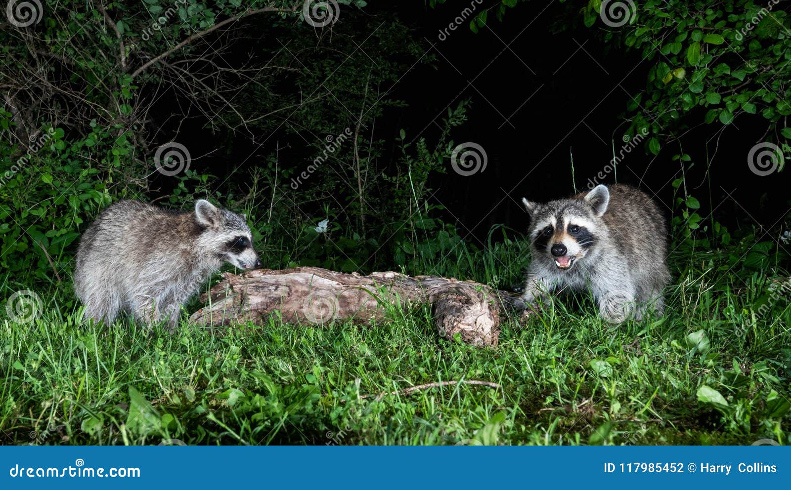 Raccoon at Night stock photo. Image of delaware, nest 117985452