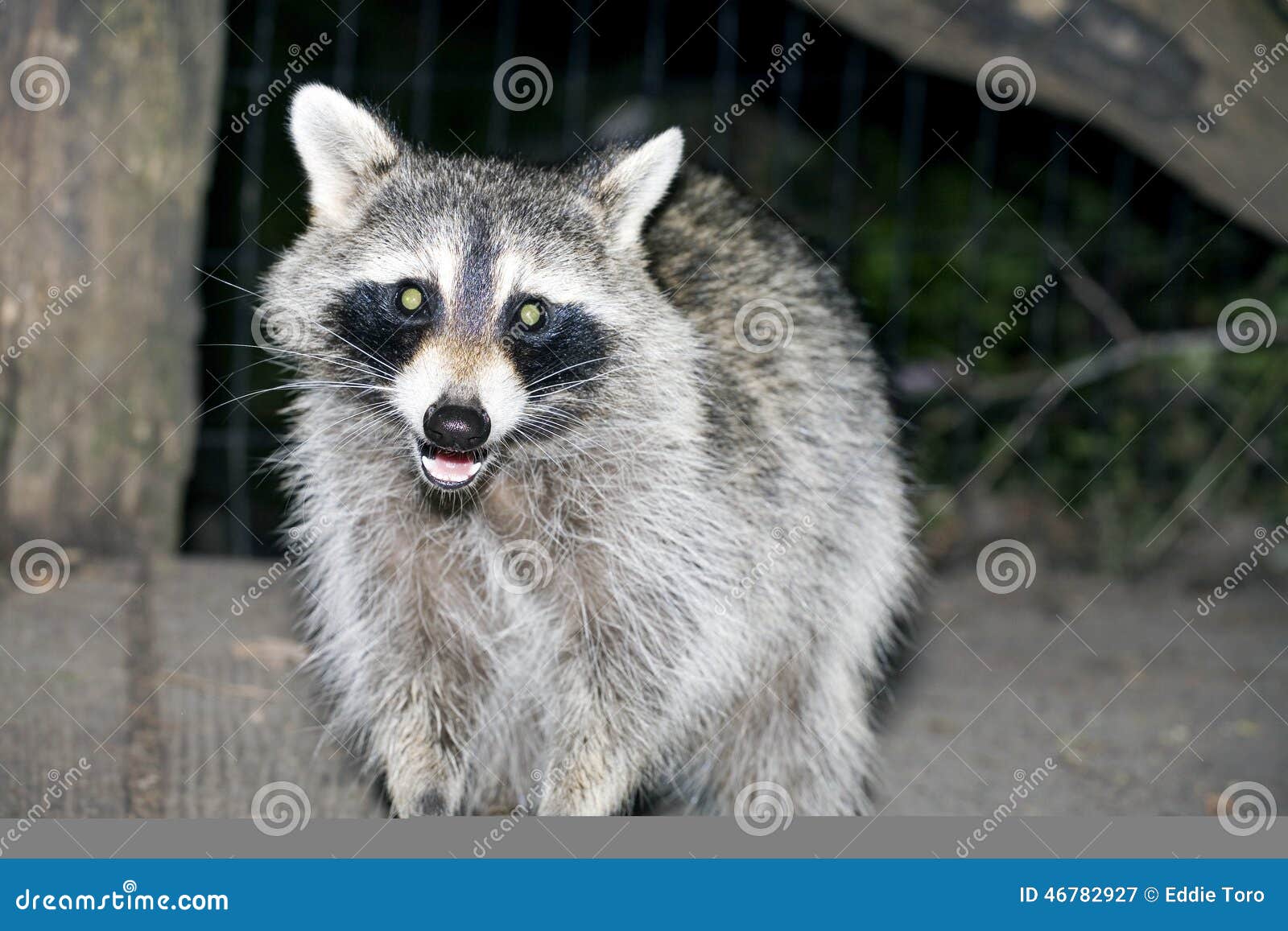 are raccoons nocturnal only are raccoons nocturnal only