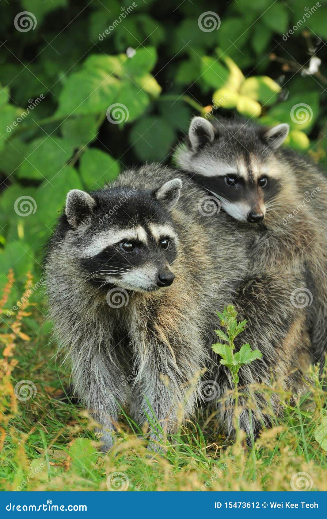 Raccoon parent and kid stock photo. Image of care, raccoon - 15473612