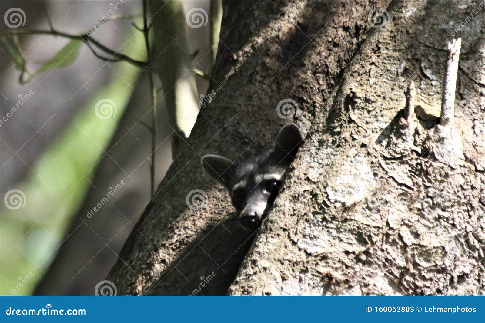 raccoon peeking out a hole in a tree