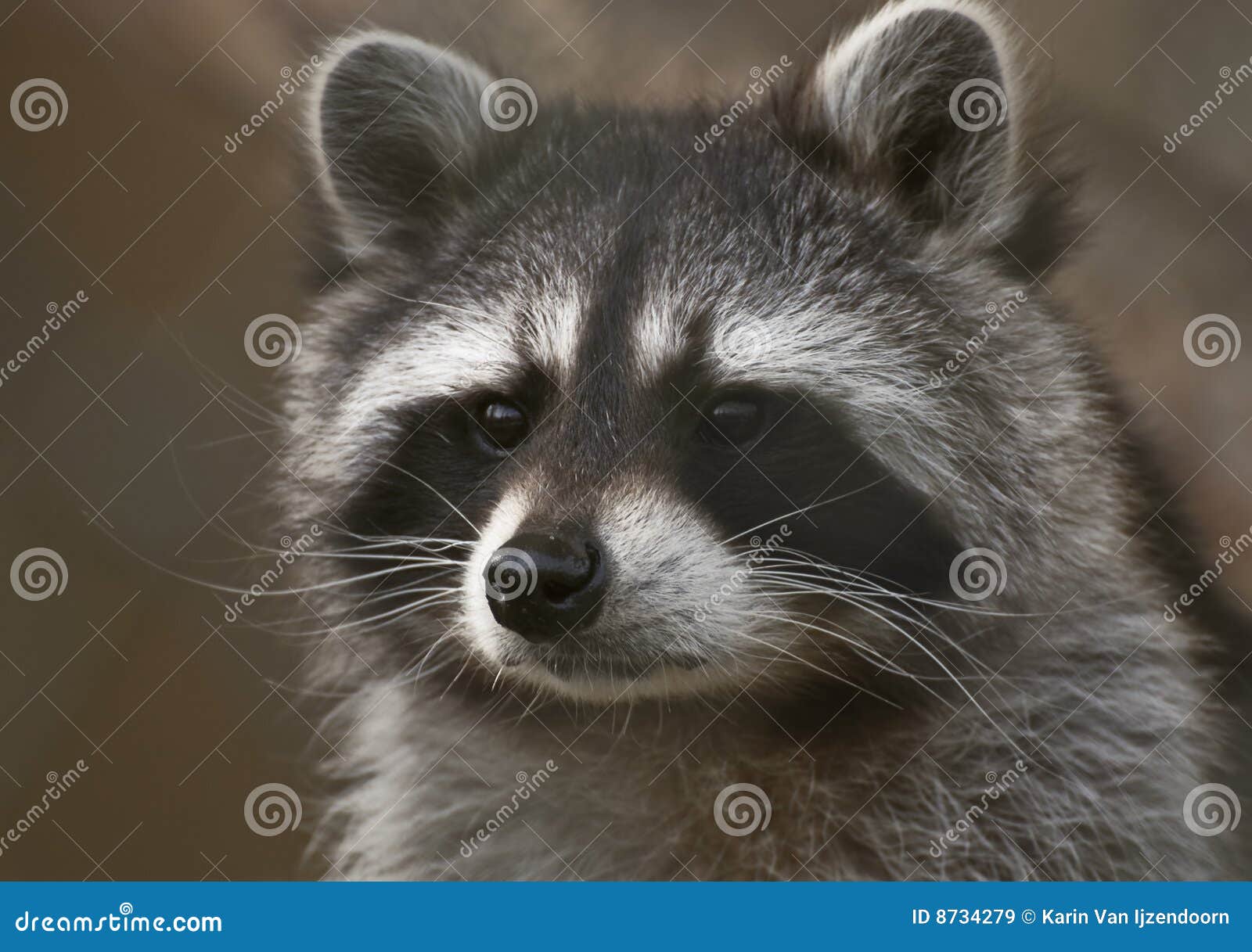 raccoon portrait