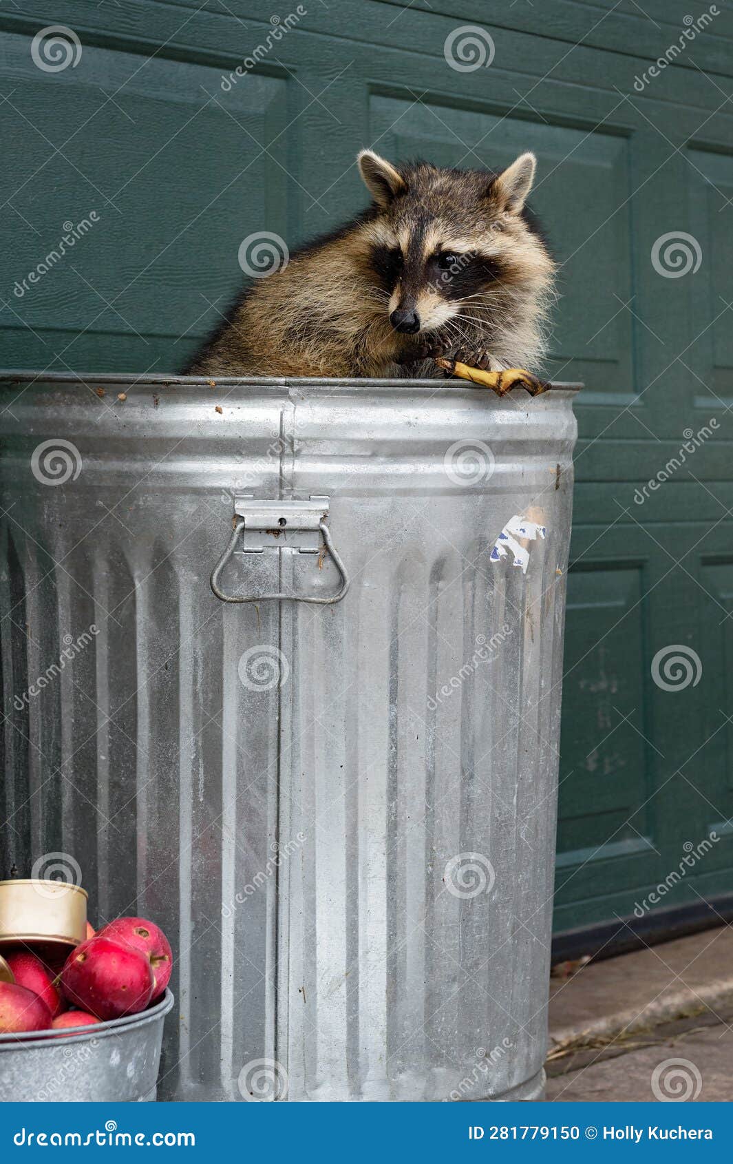 raccoon (procyon lotor) fiddles with banana peel sitting in trash can
