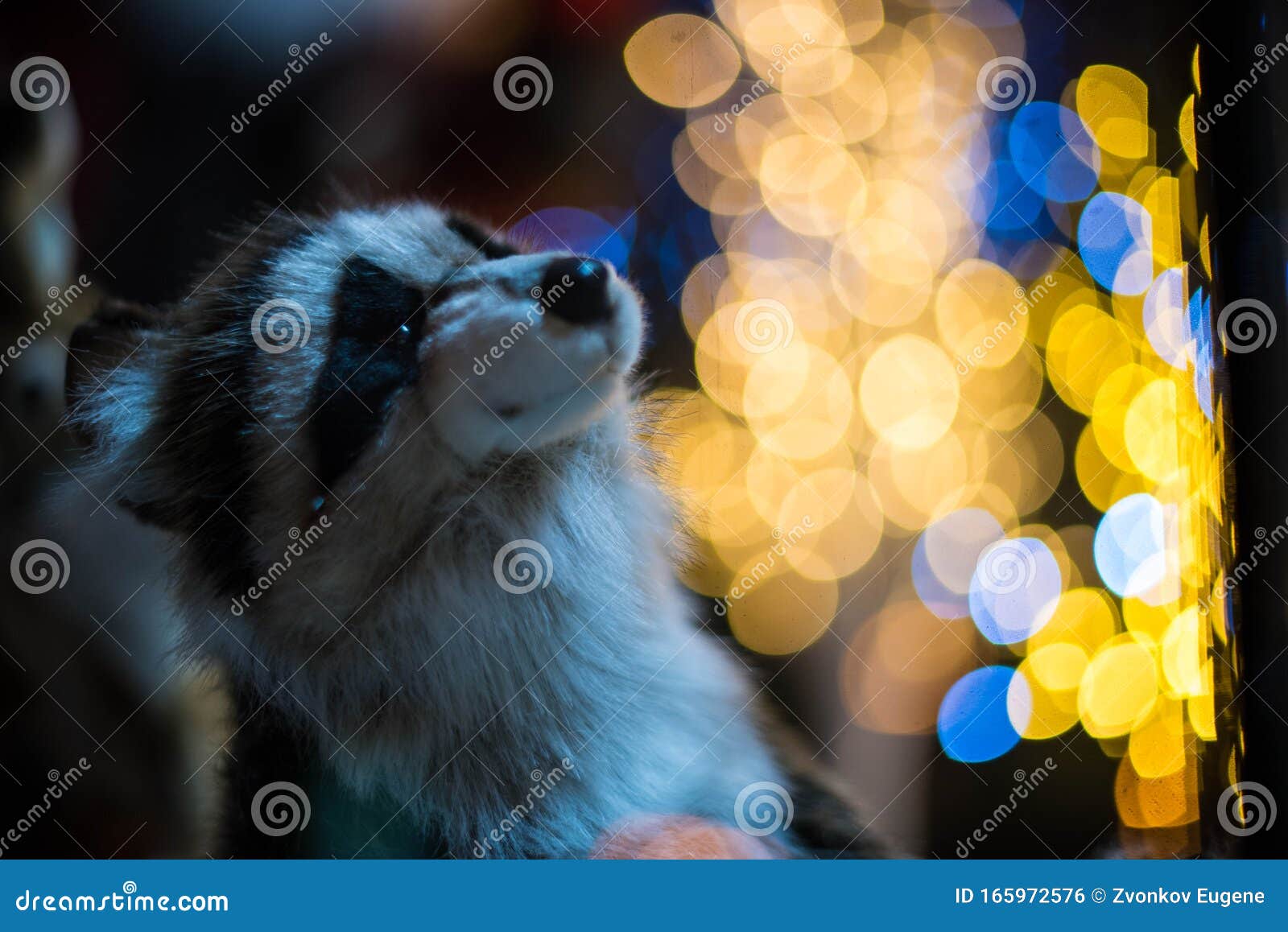 Raccoon Sits in Front of the Christmas Tree and Garlands Stock Photo