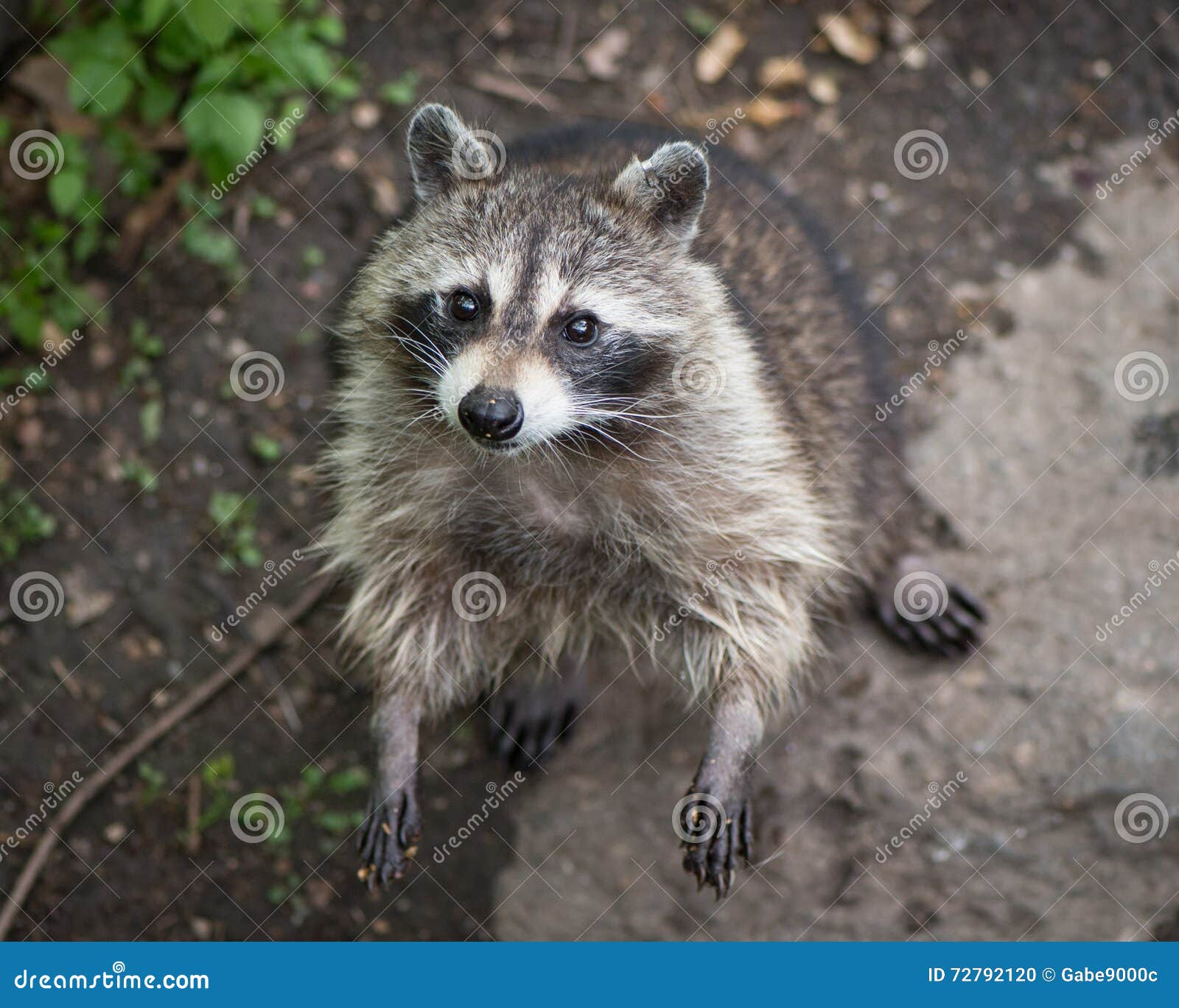 Raccoon Standing and Looking Up Stock Photo Image of wild, foraging