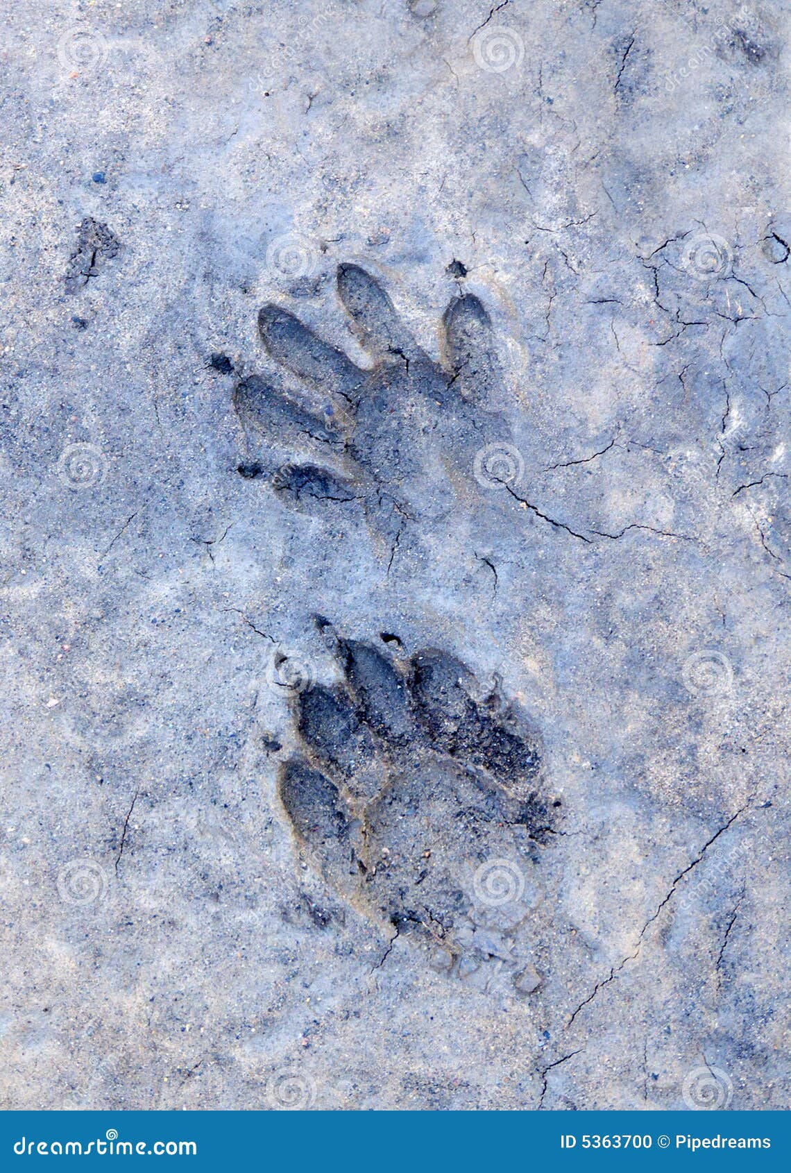 Raccoon Tracks stock photo. Image of impression, pawprints - 5363700