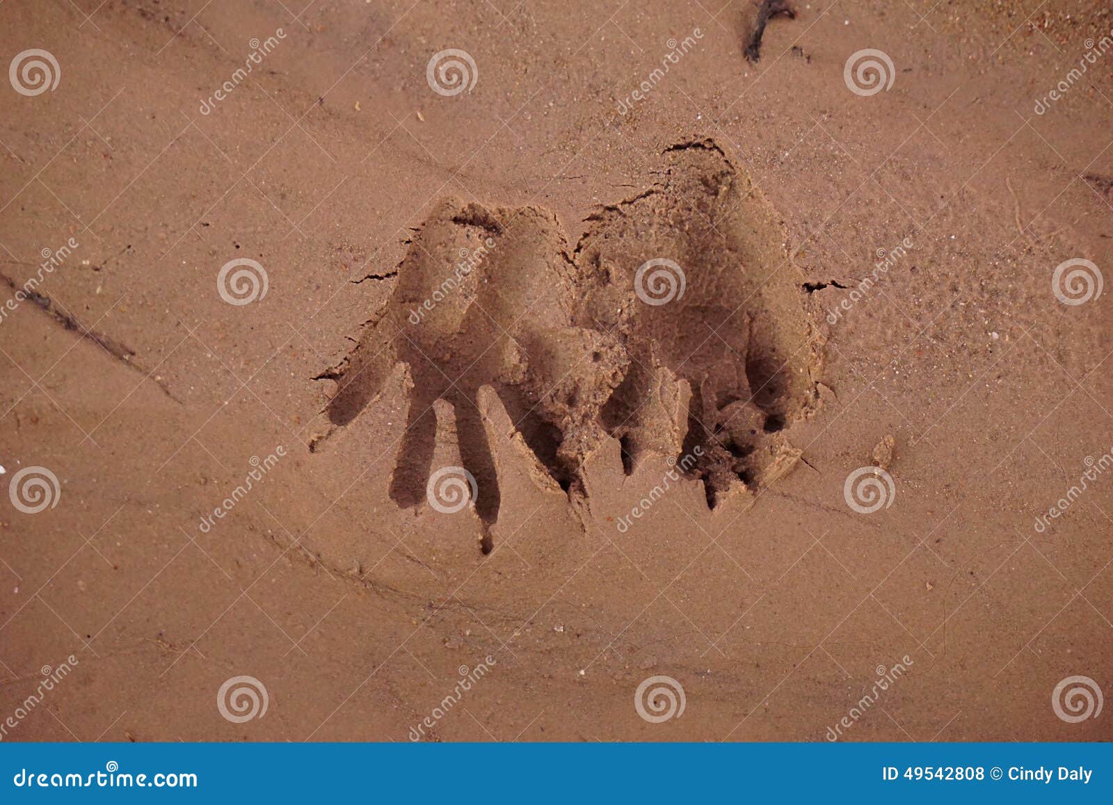 Raccoon tracks. stock photo. Image of tracks, raccoon - 49542808