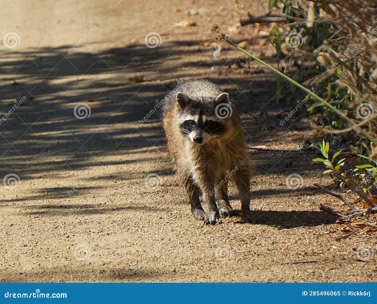 A Raccoon Walking Down Dirt Path at the San Joaquin March. Stock Image