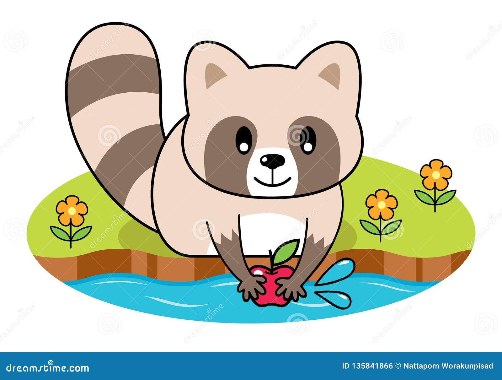 Raccoon wash apple. stock vector. Illustration of character - 135841866