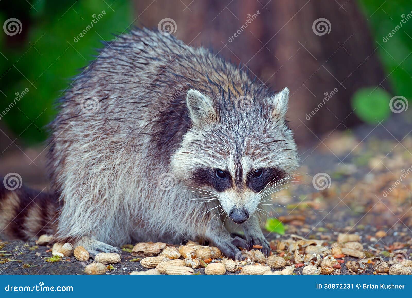 Raccoon stock image. Image of grass, bite, rodent, gray 30872231