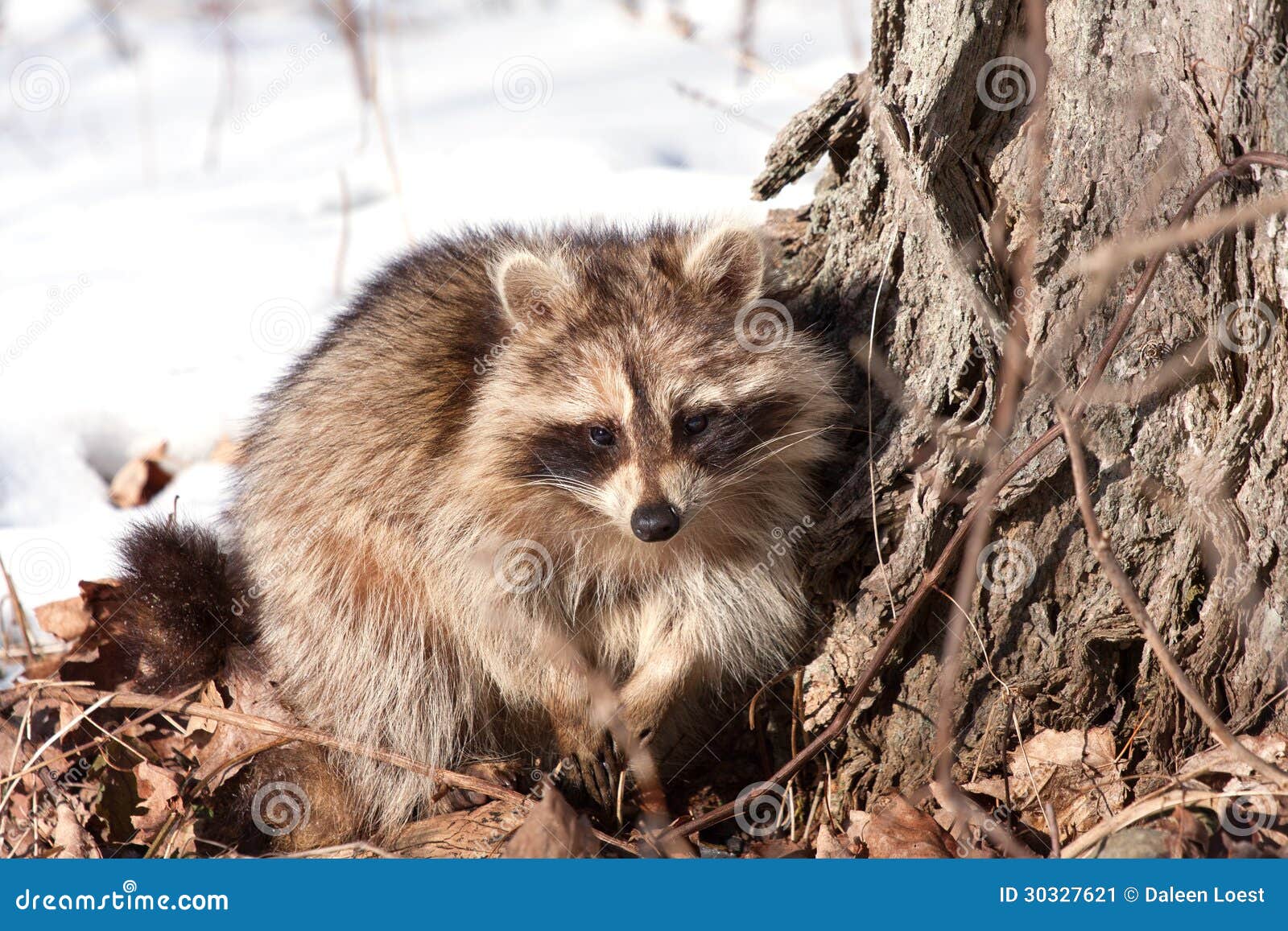 Raccoon in winter stock image. Image of nature, look - 30327621