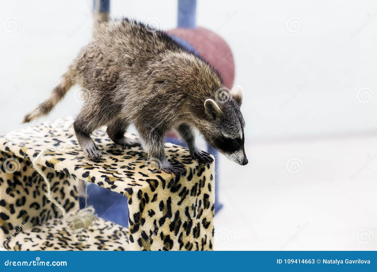 Raccoon at the Zoo Preparing To Jump Stock Image Image of head, fauna