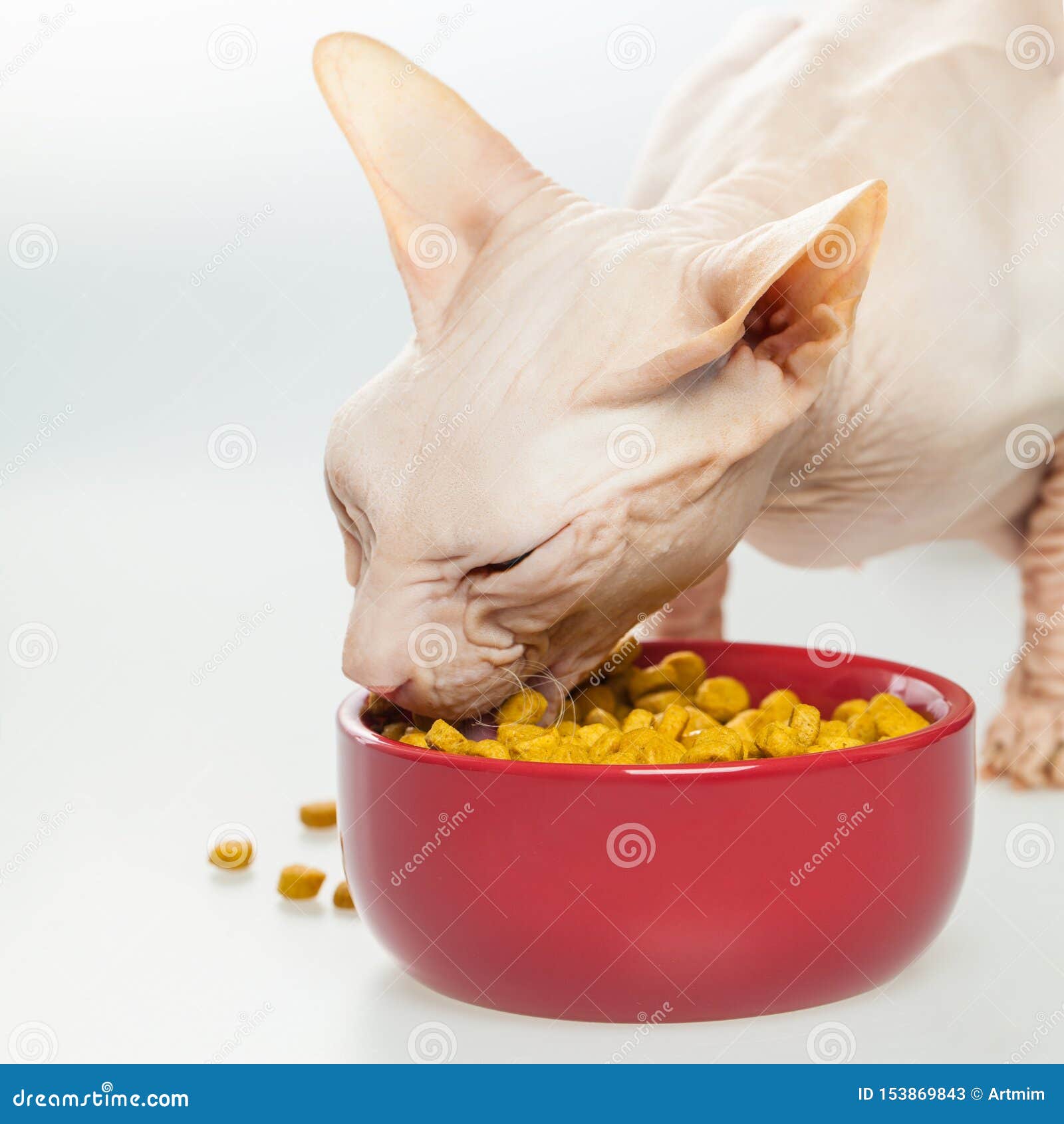 Race Chauve Affamee De Don Sphynx De Chat Avec La Peau Nue Rose Image Stock Image Du Manger Mange Race Chauve Affamee De Don Sphynx De Chat Avec La Peau Nue Rose Image Stock Image Du Manger Mange