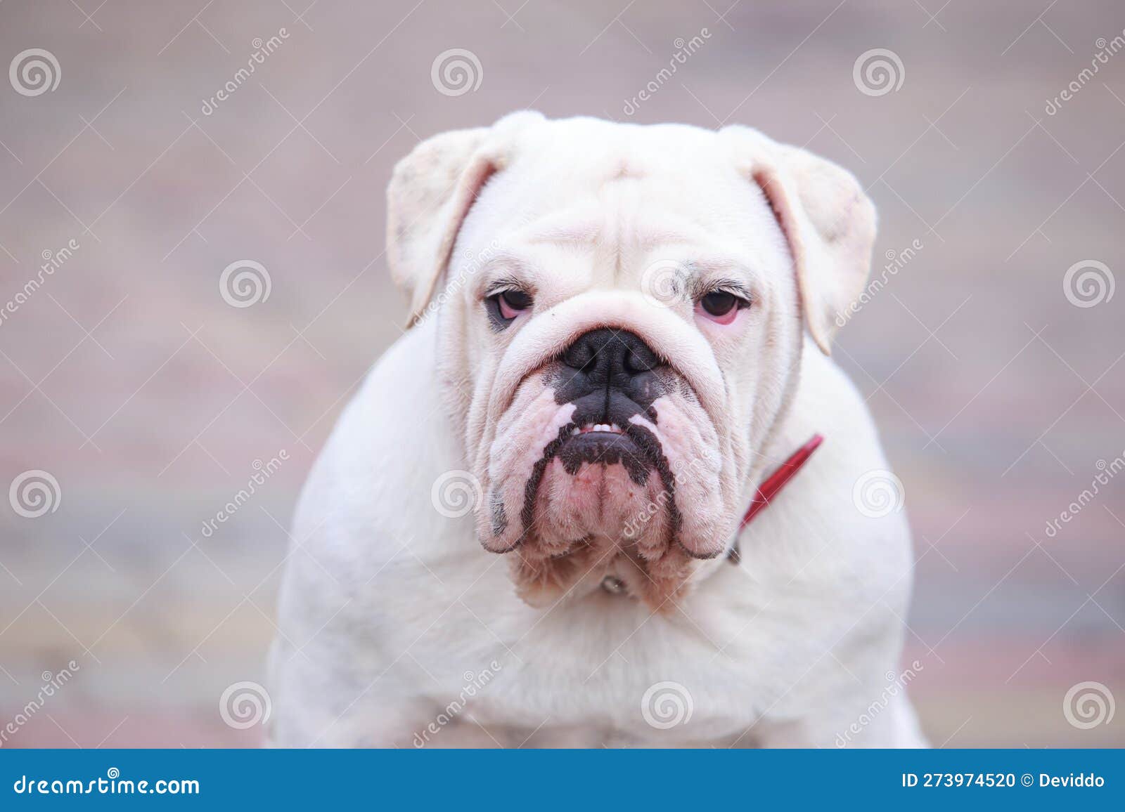 Race de Chien : le Bulldog anglais