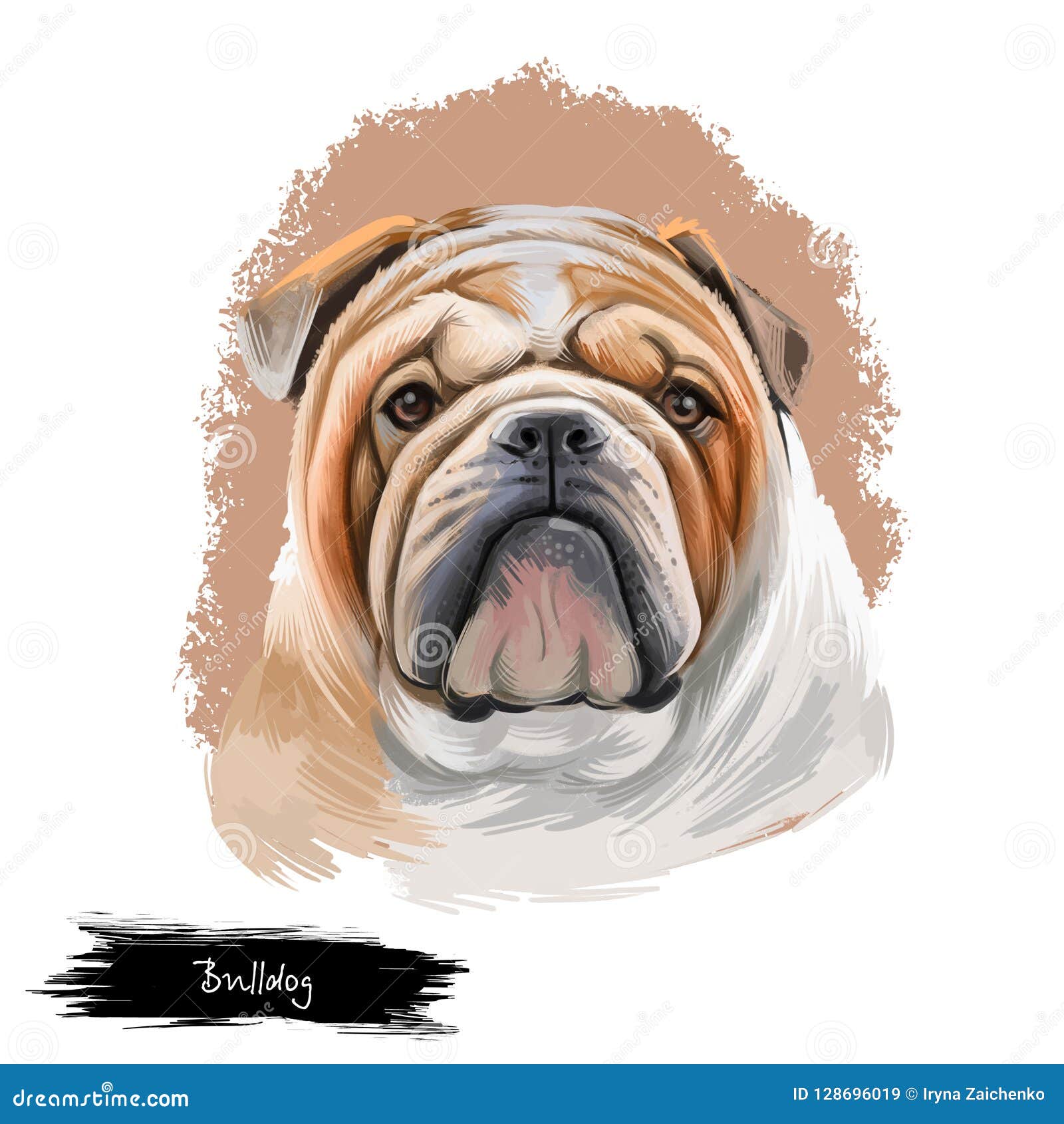 Bouledogue anglais (Bulldog) : information sur la race