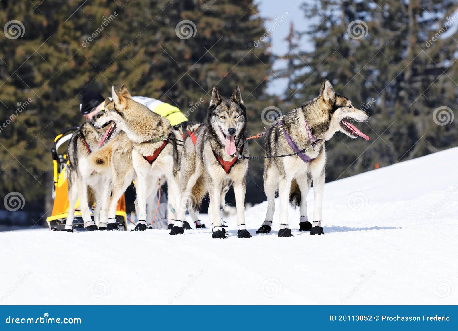 Race dogs stock photo. Image of nordic, malamute, sport 20113052